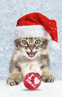 260417: Cat Tabby kitten in snow wearing Christmas hat about