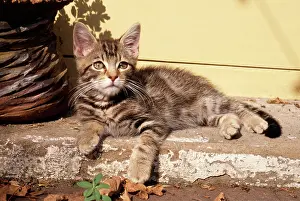 Worried: CAT - Tabby Kitten - on step