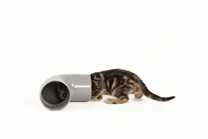 Investigating: Cat - tabby kitten in studio investigating pipe