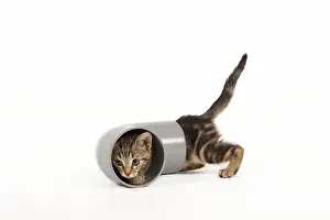 Piping: Cat - tabby kitten in studio investigating piping