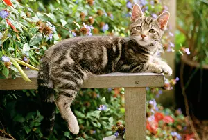 Ardea London: CAT - Tabby Kitten - on table, with hind leg and