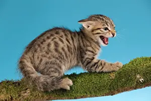 Hissing: Cat - tabby kitten on tree branch in defensive
