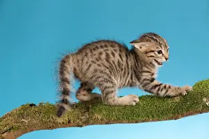 Nervous: Cat - tabby kitten on tree branch in defensive