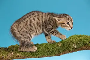 Worried: Cat - tabby kitten on tree branch in defensive posture