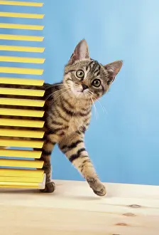Venetian: CAT - Tabby kitten, by venetian blind