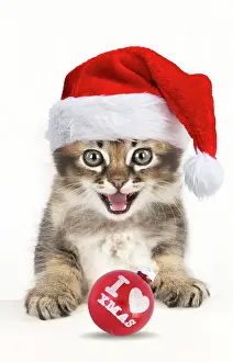 260417: Cat Tabby kitten wearing Christmas hat about 7 weeks