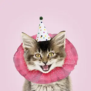 151119: CAT. Tabby kitten wearing clown ruff and party