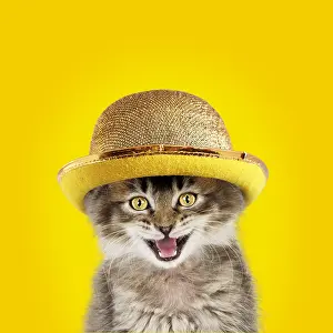 040718: CAT. Tabby kitten wearing gold bowler hat, mouth
