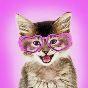 Glasses: Cat - Tabby kitten wearing pink heart shaped glasses