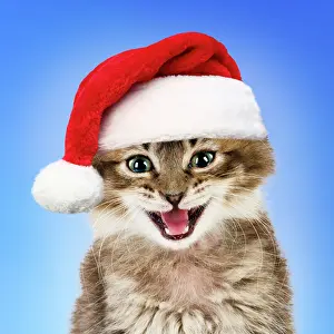 211121: Cat - Tabby kitten wearing red Christmas Santa hat