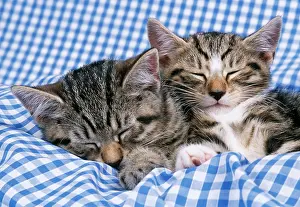 Gingham: CAT - Tabby kittens asleep on blue gingham