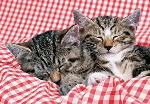 Gingham: CAT - tabby kittens asleep on gingham
