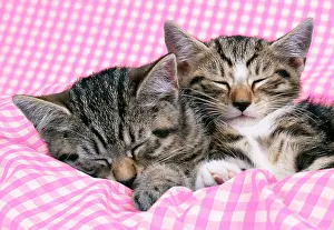 Gingham: CAT - tabby kittens asleep on gingham