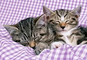Gingham: CAT - tabby kittens asleep on gingham