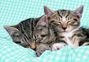 Gingham: CAT - tabby kittens asleep on gingham