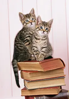 Books: CAT - two tabby kittens on books