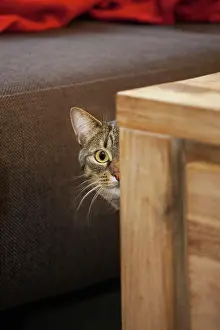 Corner: Cat tabby peeking around corner