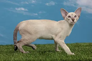 Points: Cat - Tabby Seal Point