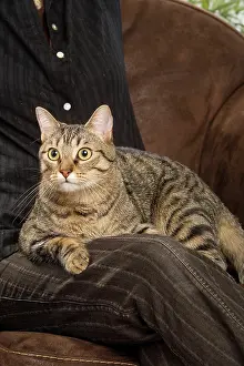 Owners: Cat - Tabby sitting on owners lap