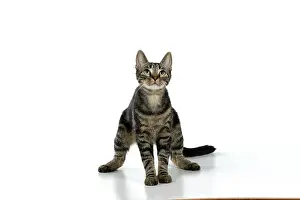 Dancing: CAT, tabby, standing up with paws in the air, da