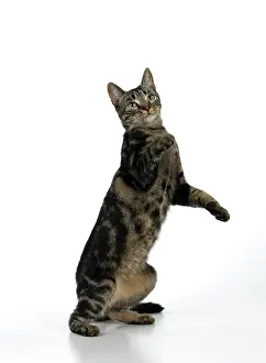 Dancing: CAT, tabby, staning up with paws in the air, dan