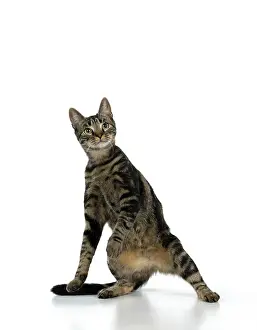 Dancing: CAT, tabby, staning up with paws in the air, dan