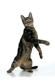 Dancing: CAT, tabby, staning up with paws in the air, dan