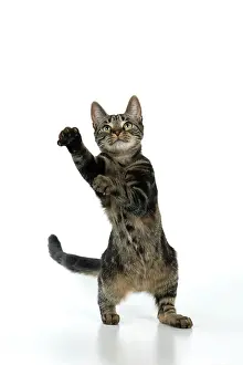 Lifting: CAT, tabby, staning up with paws in the air, dan