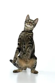 Dancing: CAT, tabby, staning up with paws in the air, dan