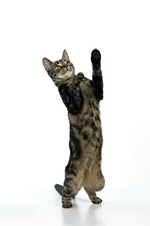 Lifting: CAT, tabby, staning up with paws in the air, dan