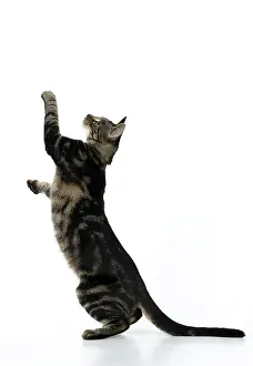 Lifting: CAT, tabby, staning up with paws in the air, dan