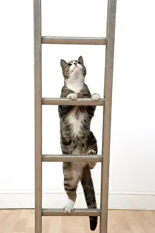 Ladders: CAT. Tabby & white cat climbing a ladder, studio