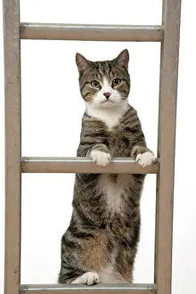 Ladders: CAT. Tabby & white cat climbing a ladder, studio