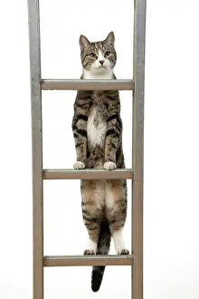 Ladders: CAT. Tabby & white cat climbing a ladder, studio