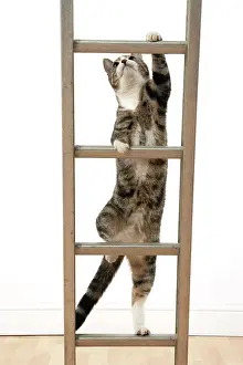 Ladders: CAT. Tabby & white cat climbing a ladder, studio