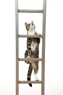 Ladders: CAT. Tabby & white cat climbing a ladder, studio