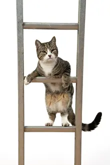 Ladders: CAT. Tabby & white cat climbing a ladder, studio