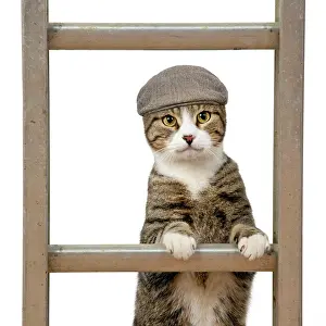 160520: CAT. Tabby & white cat climbing a ladder wearing a flat cap