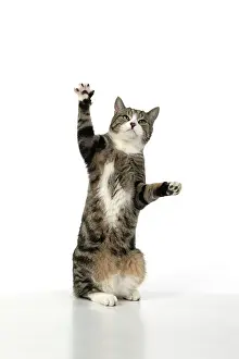 060520: CAT. Tabby & white cat with paws up, studio