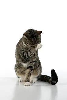 060520: CAT. Tabby & white cat with paws up, studio