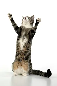 060520: CAT. Tabby & white cat with paws up, studio