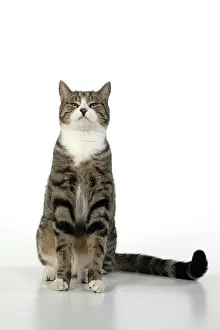 060520: CAT. Tabby & white cat with paws up, studio