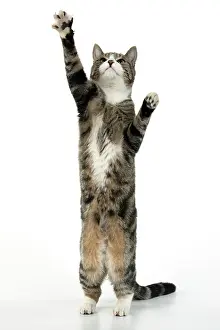 060520: CAT. Tabby & white cat with paws up, studio