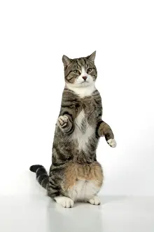 060520: CAT. Tabby & white cat with paws up, studio