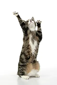 Yoga: CAT. Tabby & white cat with paws up, studio