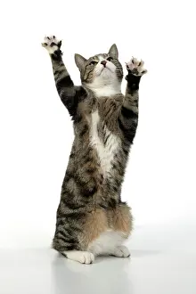 Yoga: CAT. Tabby & white cat with paws up, studio