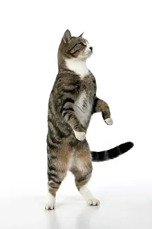 060520: CAT. Tabby & white cat with paws up, studio