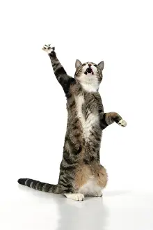 060520: CAT. Tabby & white cat with paws up, studio