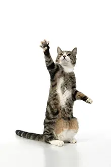 060520: CAT. Tabby & white cat with paws up, studio
