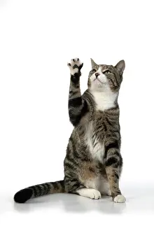 Waving: CAT. Tabby & white cat with paws up, studio